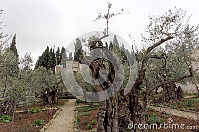 Jerusalem, Israel. - February 15.2017. Gethsemane garden. The place of Jesus Christ`s praying on the night of the arrest. Editorial Stock Photo