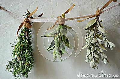 Jerusalem sage, rosemary and garden sage put to dry hanging on a white wall Stock Photo