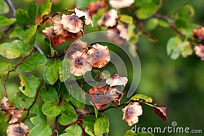 Jerusalem thorn or Paliurus spina christi deciduous shrub plant with ripe fruits in shape of dry woody circular discs Stock Photo