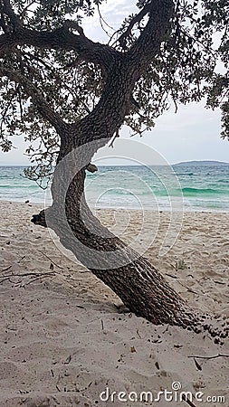 Jervis Bay From Murrays Beach Looking Through Trees Stock Photo