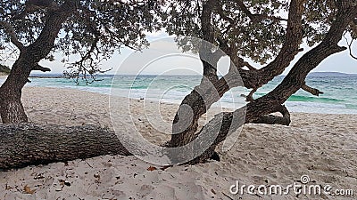 Jervis Bay From Murrays Beach Looking Through Trees Stock Photo