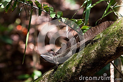 Jesus crist lizard sitting on a branch Stock Photo