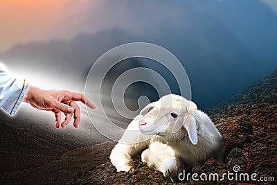 Jesus hand reaching out to a lost sheep Stock Photo