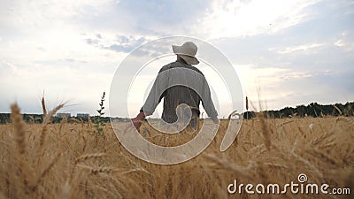 Jeune agronome marchant dans le champ de blé et touchant doucement les oreilles dorées de la récolte Un fermier mâle entre l'orge banque de vidéos Jeune agronome marchant dans le champ de blé et touchant doucement les oreilles dorées de la récolte Un fermier mâle entre l'orge banque de vidéos