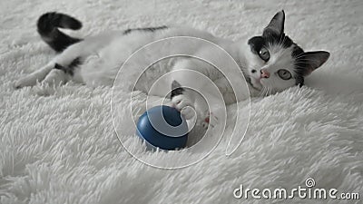 Jeune Chat Blanc Avec Des Jeux De Points Noirs Sur Le Lit Avec Une Balle Fond Beau Chat Domestique Mois Lent Banque De Videos Video Du Chat Drole
