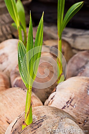 https://thumbs.dreamstime.com/x/jeune-pousse-d-arbre-de-noix-de-coco-20515765.jpg