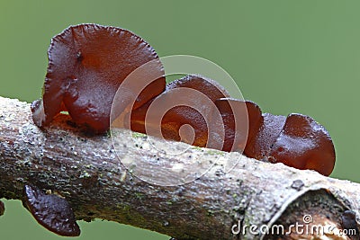 Jew's ear Stock Photo