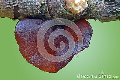 Jew's ear Stock Photo