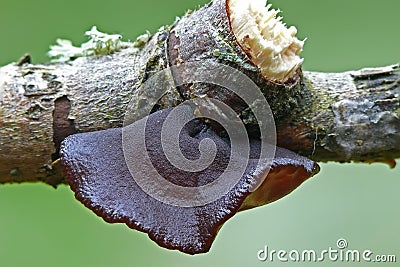 Jew's ear Stock Photo