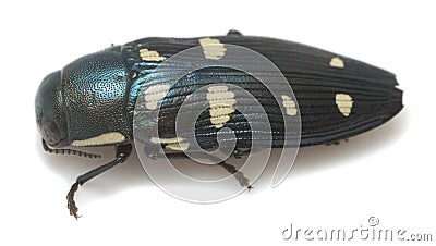 Jewel beetle, buprestis octoguttata photographed on white background Stock Photo