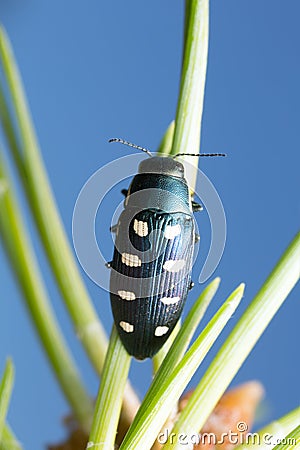 Jewel beetle, Buprestis octoguttata on pine needle Stock Photo