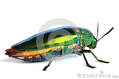Jewel beetle isolated on white background Stock Photo