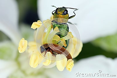 Jewel beetle, Metallic wood-boring beetle (Anthaxia nitidula) and Raspberry Beetle (Byturus tomentosus). Stock Photo
