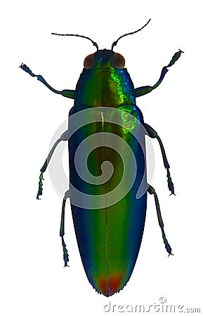 Jewel beetle Cartoon Illustration