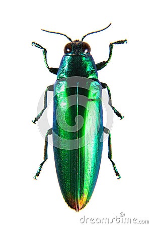 Jewel beetle on the white background Editorial Stock Photo