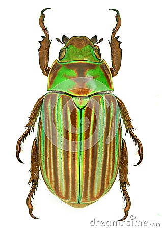 Jewel scarab beetle Chrysina adelaida from Mexico Stock Photo