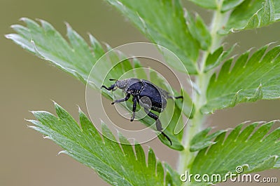 Jewel scarab on green grass Stock Photo