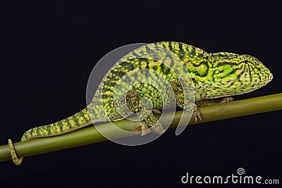 Jeweled chameleon / Furcifer lateralis Stock Photo