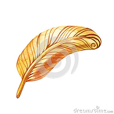 Jewelry feather gold bangle. Hand drawing and painting on paper. Stock Photo