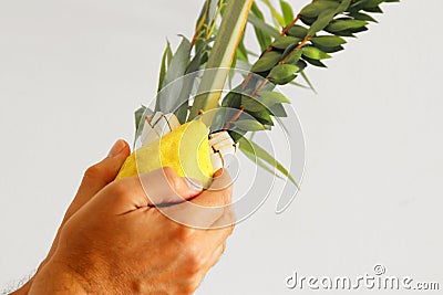 Jewish festival of Sukkot. Jewish man holding traditional symbols The four species: Etrog, lulav, hadas, arava Stock Photo