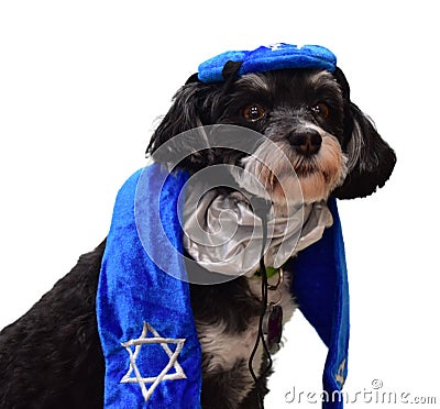 Jewish Havanese dog dressed for holidays Stock Photo