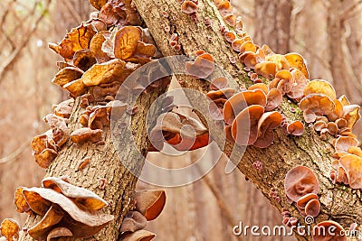 Jews Ear fungus Auricularia auricula-judae cluster Stock Photo