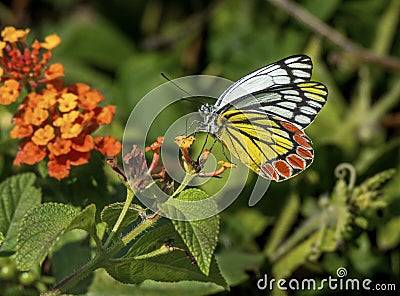 Jezebel Butterfly Stock Photo