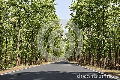 Jhargram road or spring time jangalmahal road Stock Photo