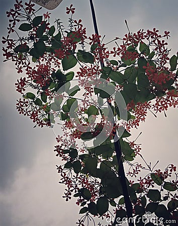 Jhumka bail or Rangoon creeper Leaves And Flower Branches Forming Heart Shape View From Under The Cloudy Sky Stock Photo