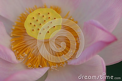 Jiangxi Guangchang white lotus-lotus flower Stock Photo