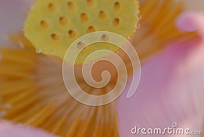 Jiangxi Guangchang white lotus-lotus flower Stock Photo