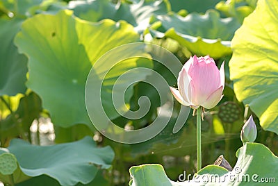 Jiangxi Guangchang white lotus-lotus flower Stock Photo
