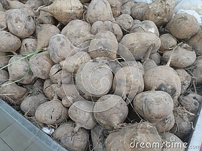 jicama or Mexican potato or ahipa or Chinese potato or sweet turnip close-up Stock Photo