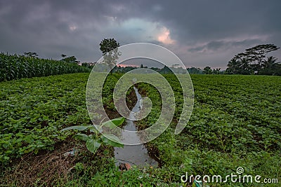 Jicama plant in the plantation in the beautiful morning Stock Photo