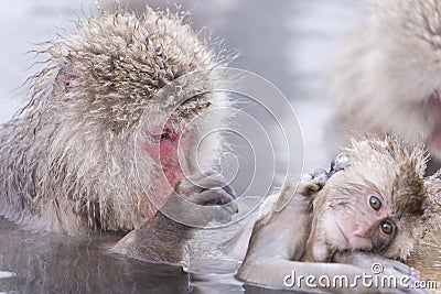 Jigokudani snow monkey bathing onsen hotspring famous sightseein Stock Photo