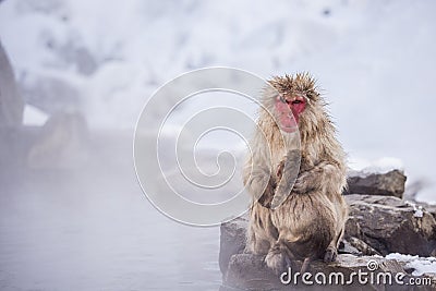 Jigokudani snow monkey bathing onsen hotspring famous sightseein Stock Photo