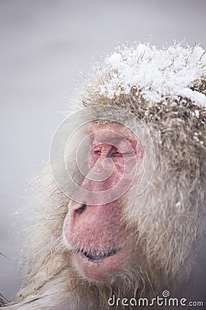 Jigokudani snow monkey bathing onsen hotspring famous sightseein Stock Photo