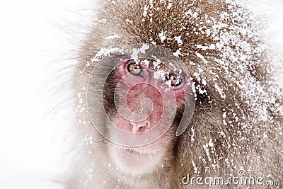 Japanese snow monkey shooting in winter Stock Photo