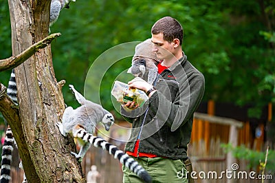 Jihlava, Czech Republic - 10.7.2022: Keeper is feeding the Lemur Catta with fruit. Lemur is sitting on the young man arms Editorial Stock Photo