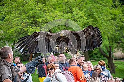 Jihlava, Czech Republic - 10.7.2022: People are watching the eagle latin name Haliaeetus albicilla in the fly Editorial Stock Photo