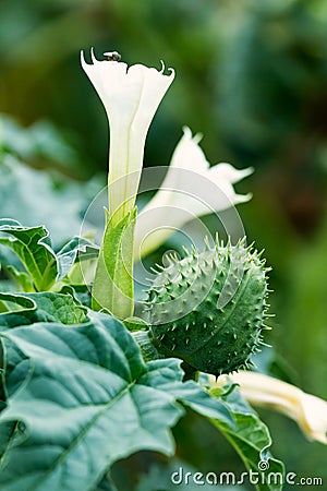 Jimson weed Stock Photo