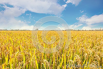 Jin Cancan`s heavy rice under the blue sky and white clouds. Stock Photo