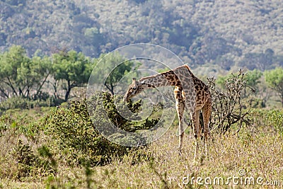 Jiraffe in African bush forest Stock Photo