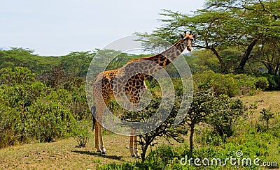 Jiraffe in African bush Stock Photo