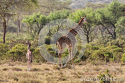 Jiraffe in African forest Stock Photo