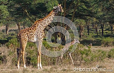 Jiraffe in African forest Stock Photo