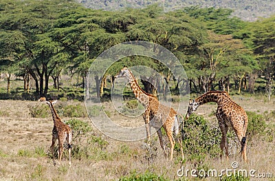 Jiraffe family in wild Africa Stock Photo