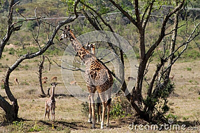 Jiraffe family in African savannah bush Stock Photo