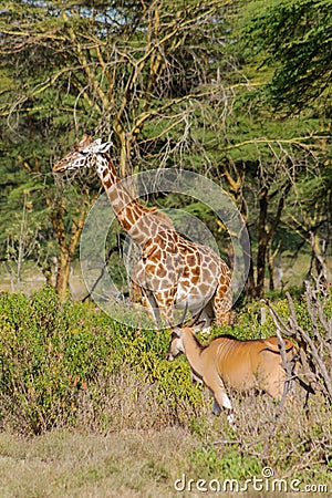 Jiraffe and gazel in Africa Stock Photo