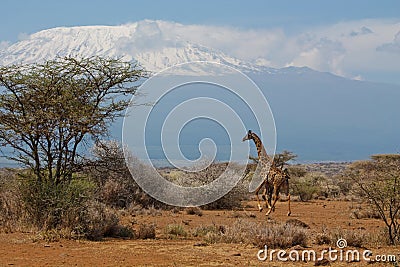 Jiraffe near Kilimanjaro Stock Photo